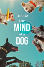 Inside the Mind of a Dog (2024) Hindi Dubbed Netflix