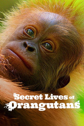 Secret Lives of Orangutans (2024) Hindi Dubbed Netflix Poster